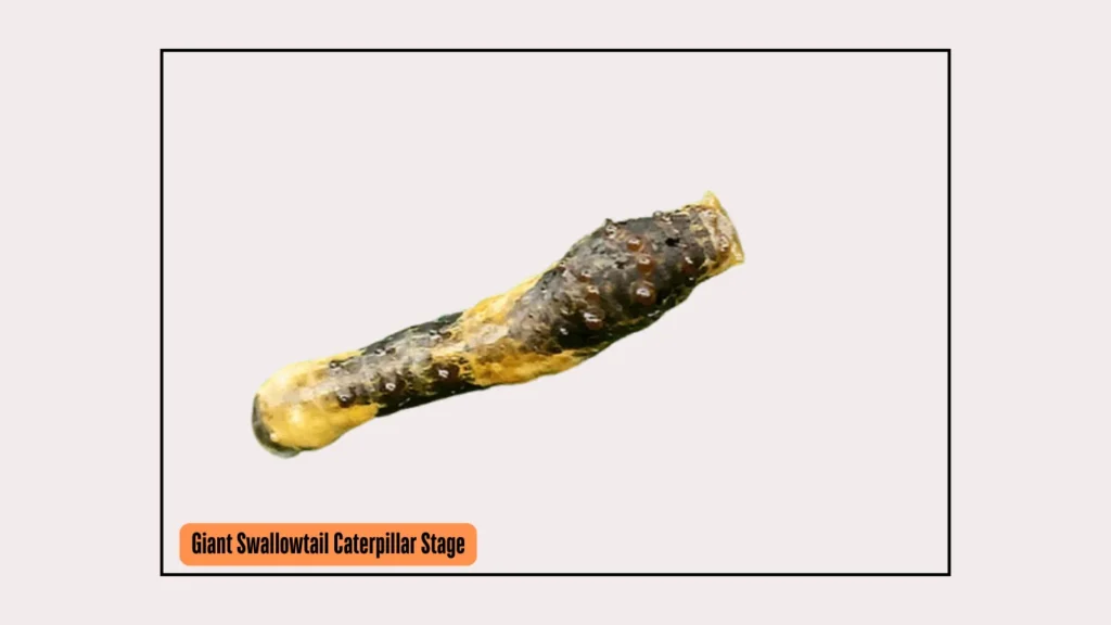 Giant Swallowtail Caterpillar Stage