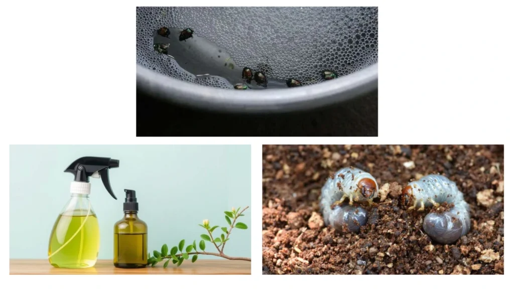 How to Get Rid of Japanese Beetles Naturally