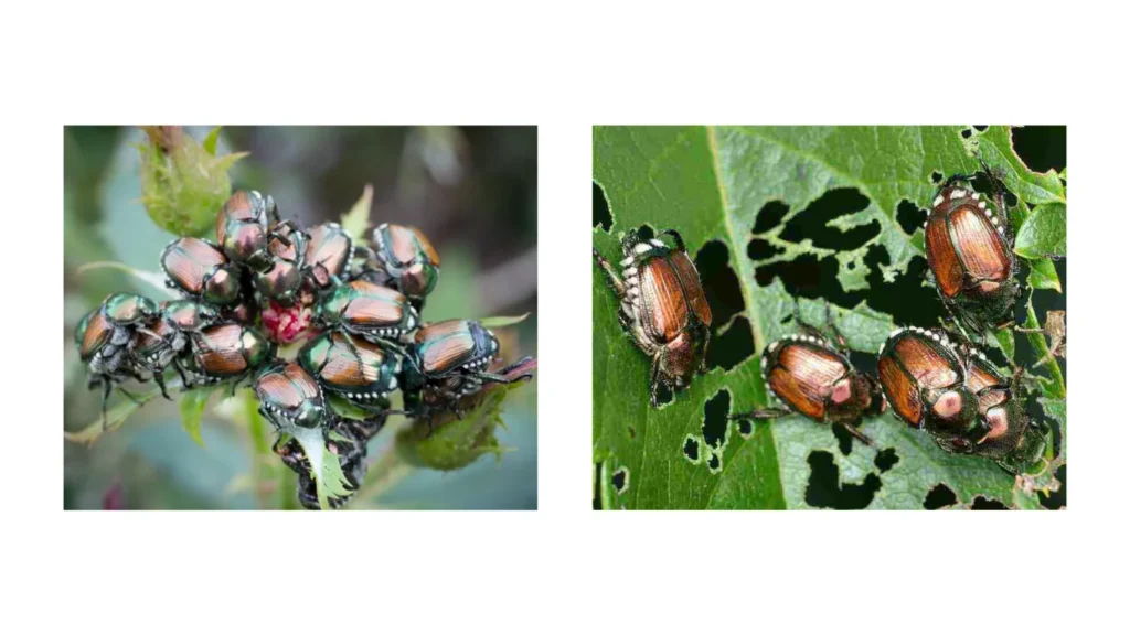 How to Identify Japanese Beetle Damage
