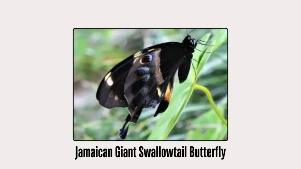 Jamaican Giant Swallowtail Butterfly