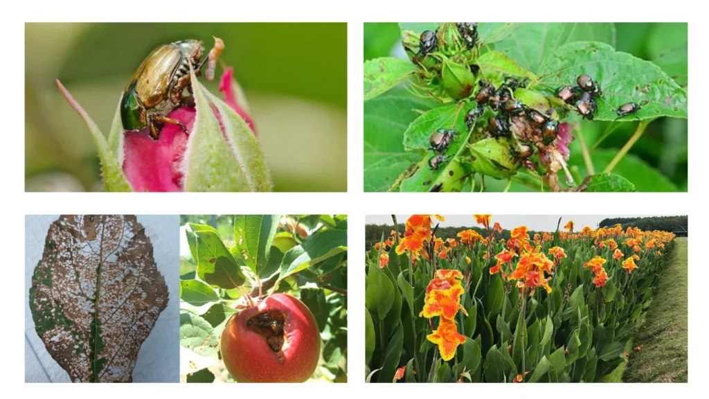 Japanese Beetles Favorite Plants