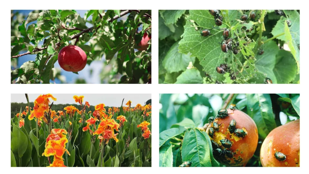 Japanese Beetles on Fruit and Flowering Plants