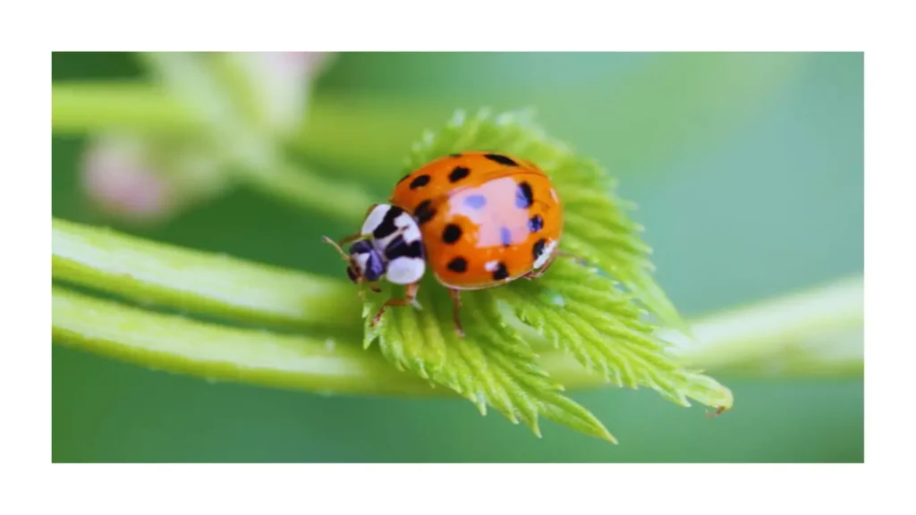 Japanese Lady Beetles (Bonus)