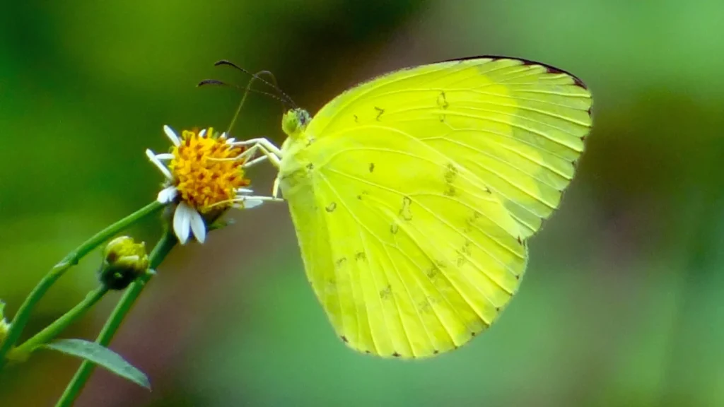 Large Grass Yellow (Eurema hecabe)