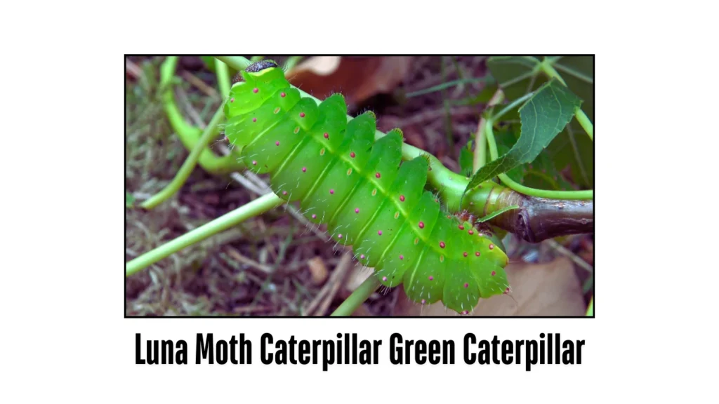 Luna Moth Caterpillar Green Caterpillar