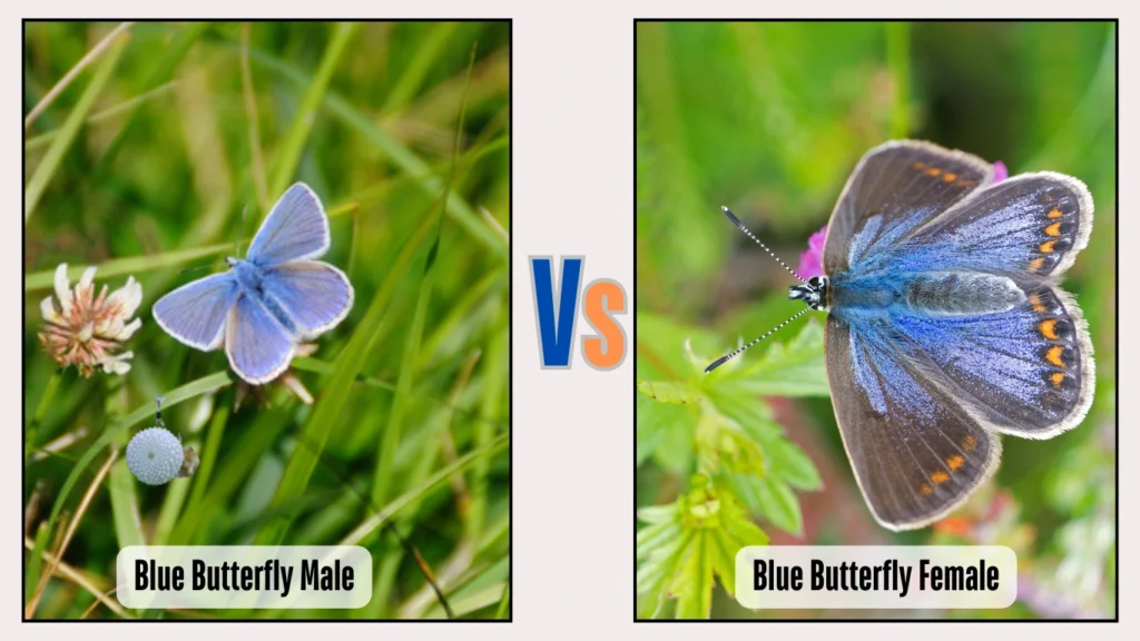 Male vs. Female Identification