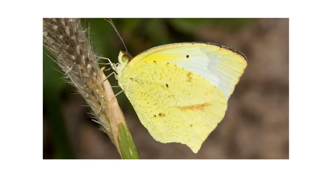 Mexican Yellow (Eurema mexicana)