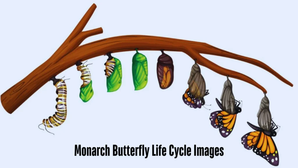 Monarch Butterfly Life Cycle Images