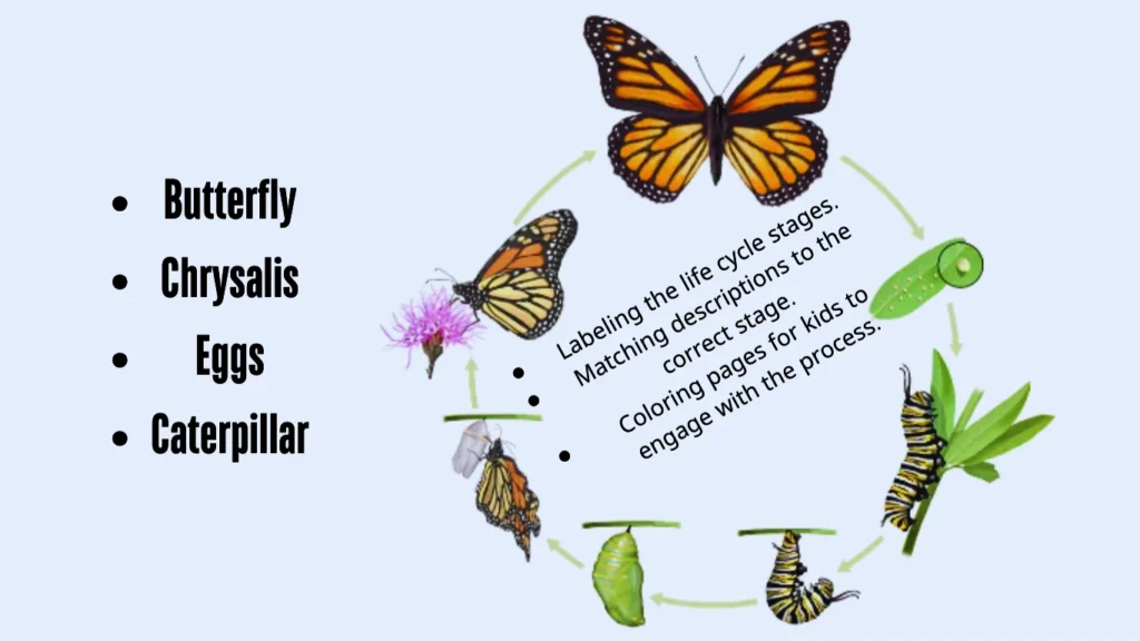 Monarch Butterfly Life Cycle Worksheet