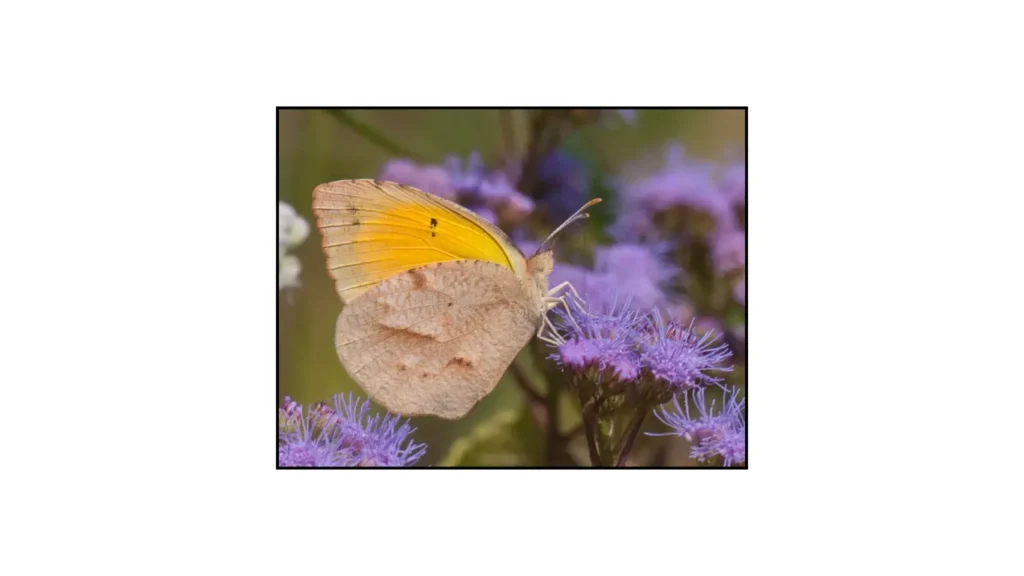 Sleepy Orange (Eurema nicippe)