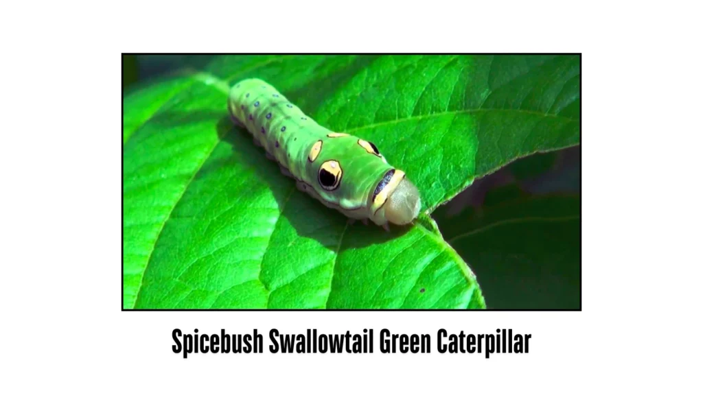 Spicebush Swallowtail Green Caterpillar