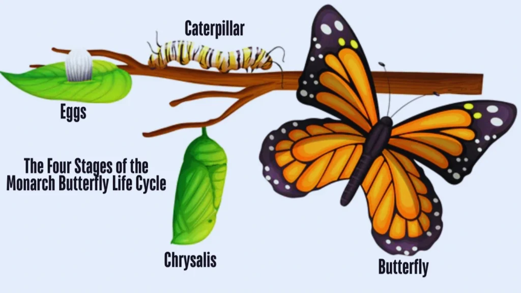 The Four Stages of the Monarch Butterfly Life Cycle