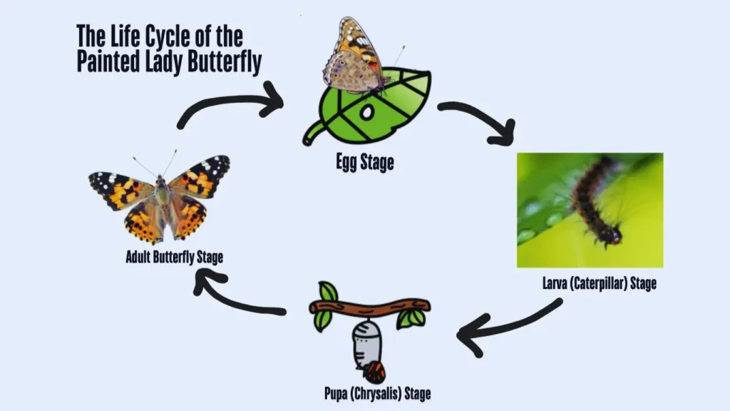 Painted Lady Butterfly Life Cycle Timeline Stage Painted Lady Butterfly Life Cycle Timeline Stage