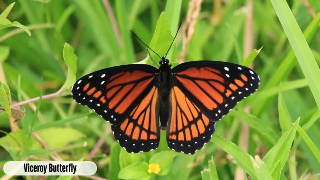 Viceroy Butterfly
