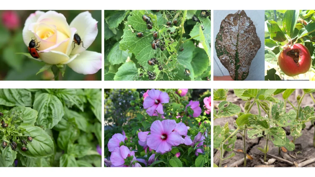 What Do Japanese Beetles Eat