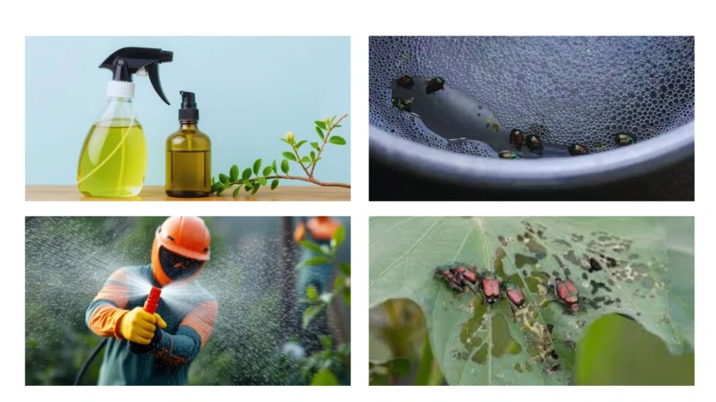 What to Use to Get Rid of Japanese Beetles