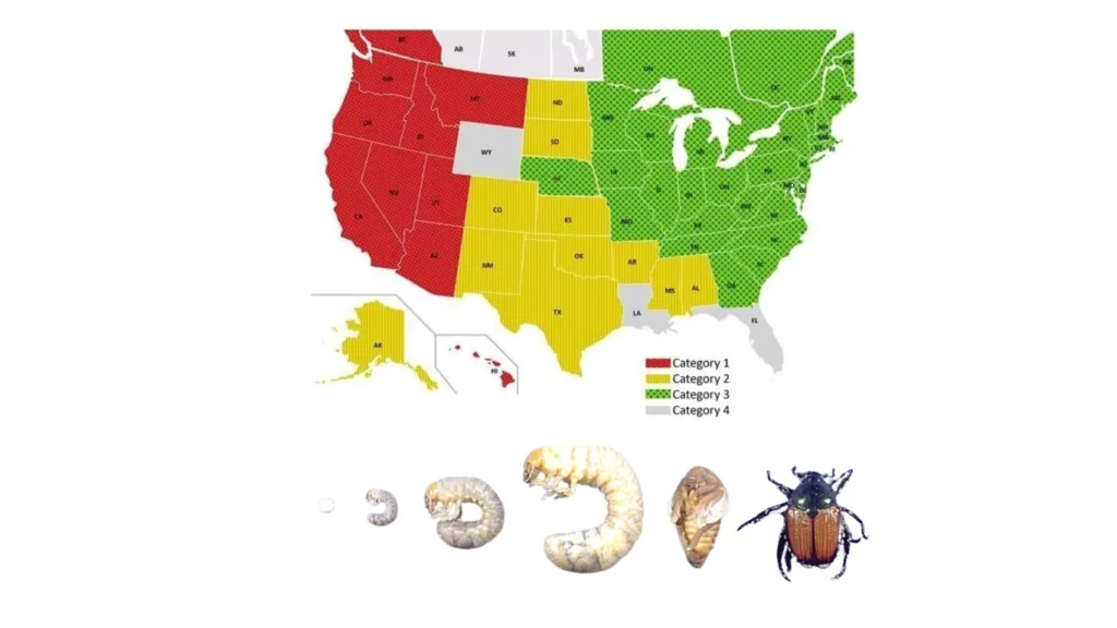 Where Did Japanese Beetles Come From