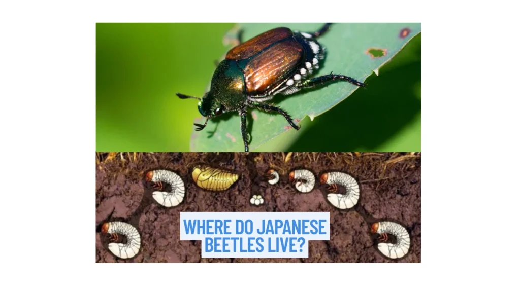 Where Do Japanese Beetles Live