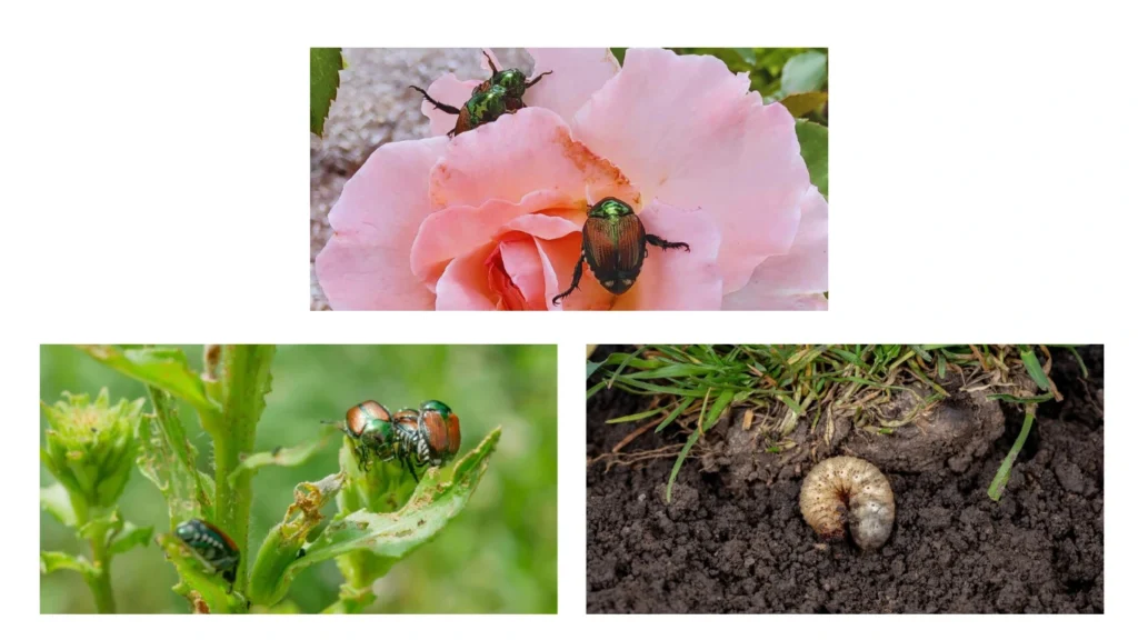 Why You Need to Get Rid of Japanese Beetles