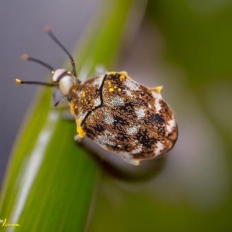 carpet beetle 