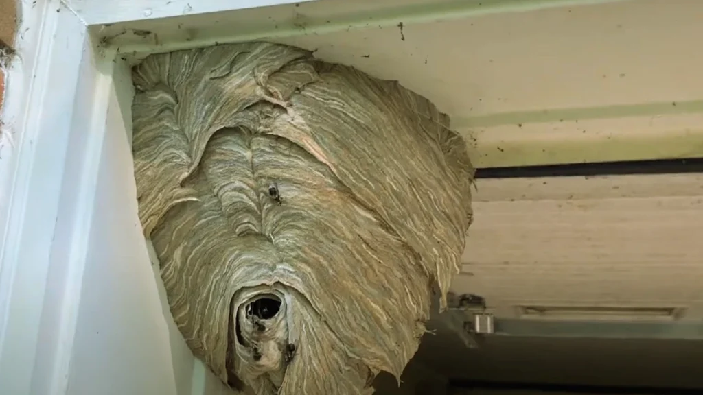 Bald-Faced Hornet Nest