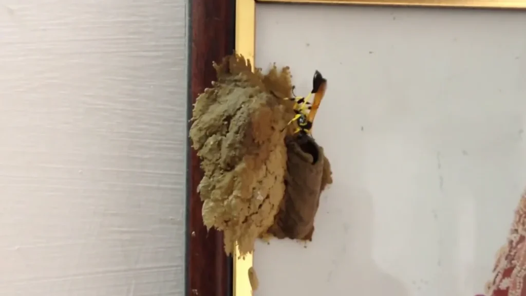 Black and Yellow Mud Dauber Nest