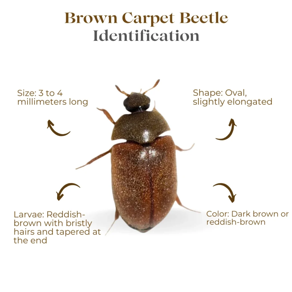 9 Common Carpet Bugs Identification With Pictures