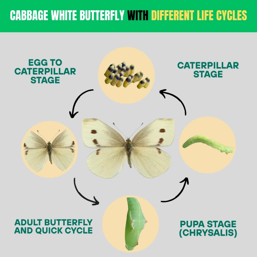 Cabbage White Butterfly with Different Life Cycles