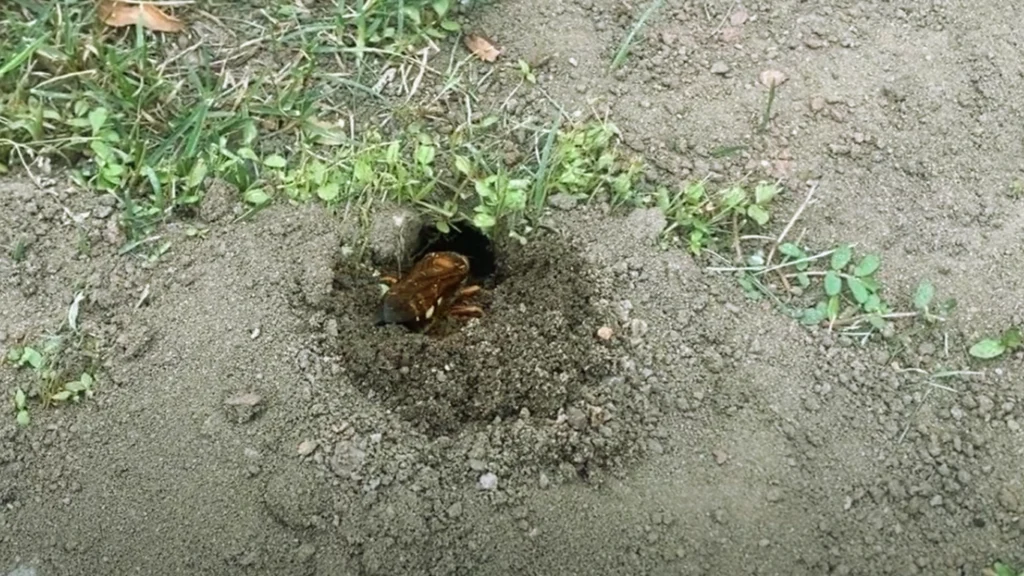 Cicada Killer Wasp Nest