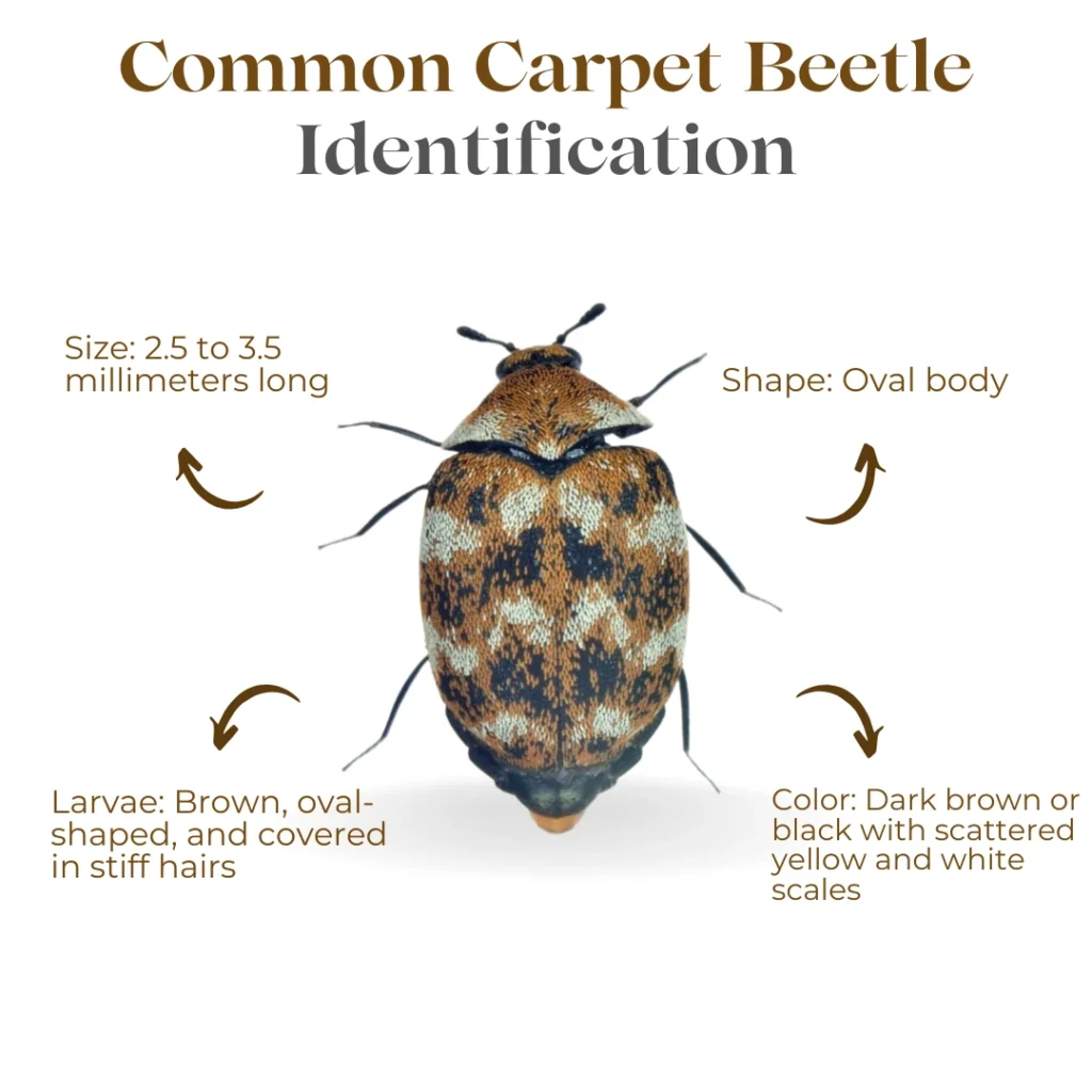 Common Carpet Beetle Identification Features