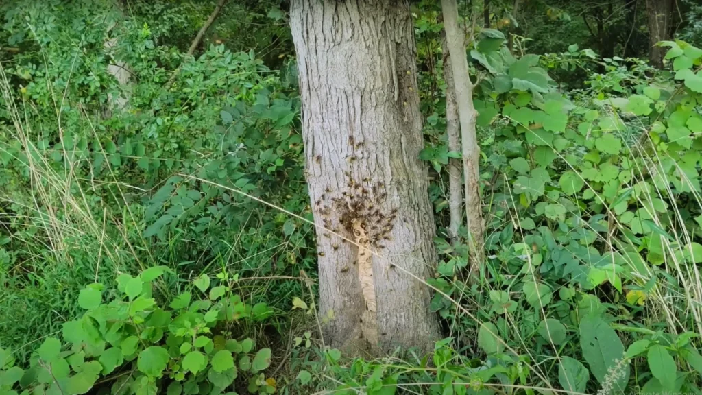 European Hornet Nest