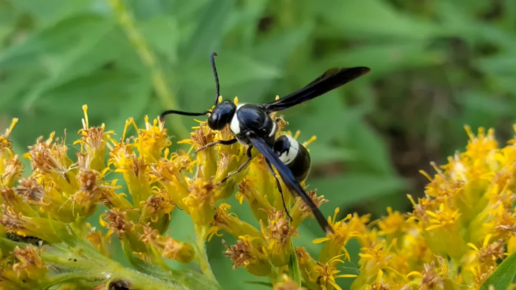 Four-Toothed Mason Wasp Nest