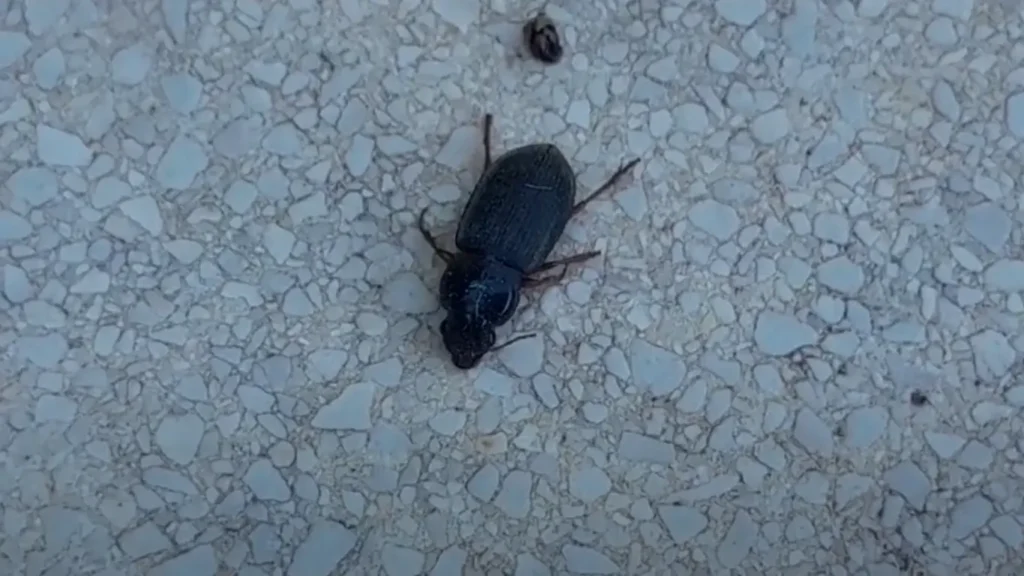 Hairy Ground Beetle (Harpalus rufipes)