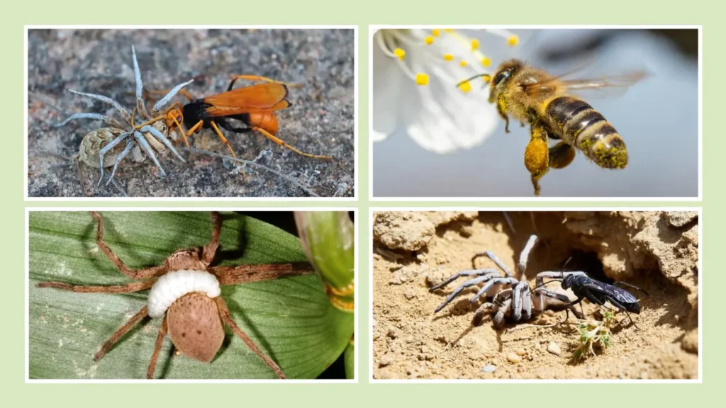 Hunting Behavior and Life Cycle
