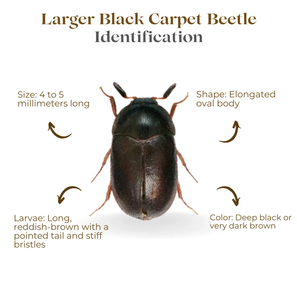 Larger Black Carpet Beetle Identification Features