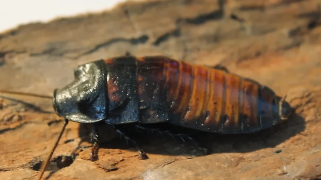 Madagascar Hissing Cockroach
