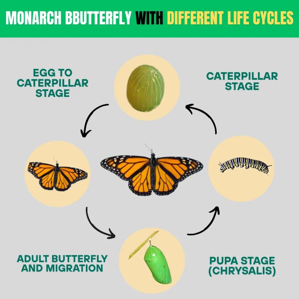 Monarch bButterfly with Different Life Cycles