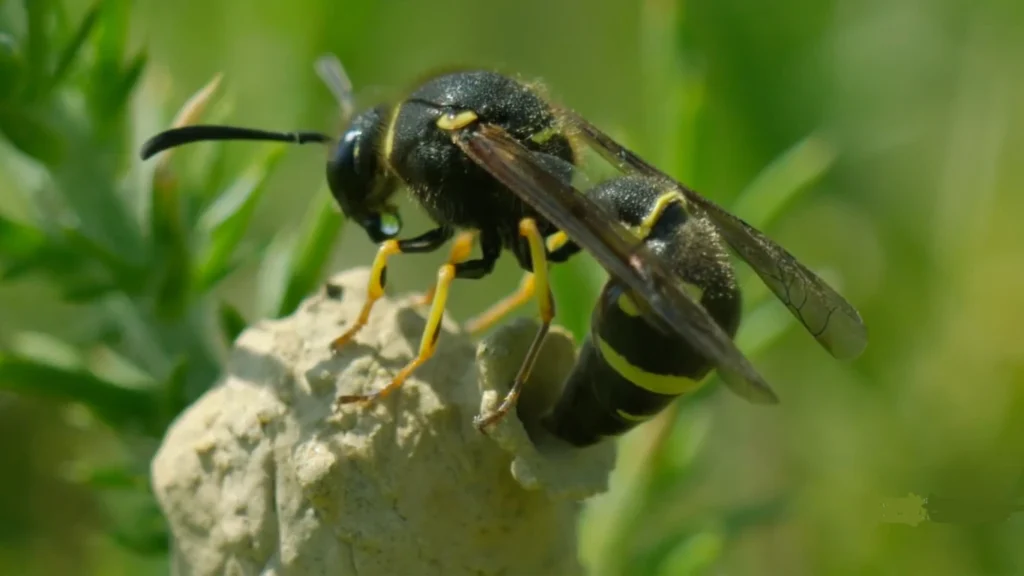Potter Wasp Nest