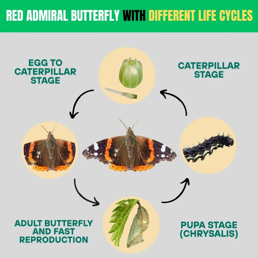 Red Admiral Butterfly with Different Life Cycles