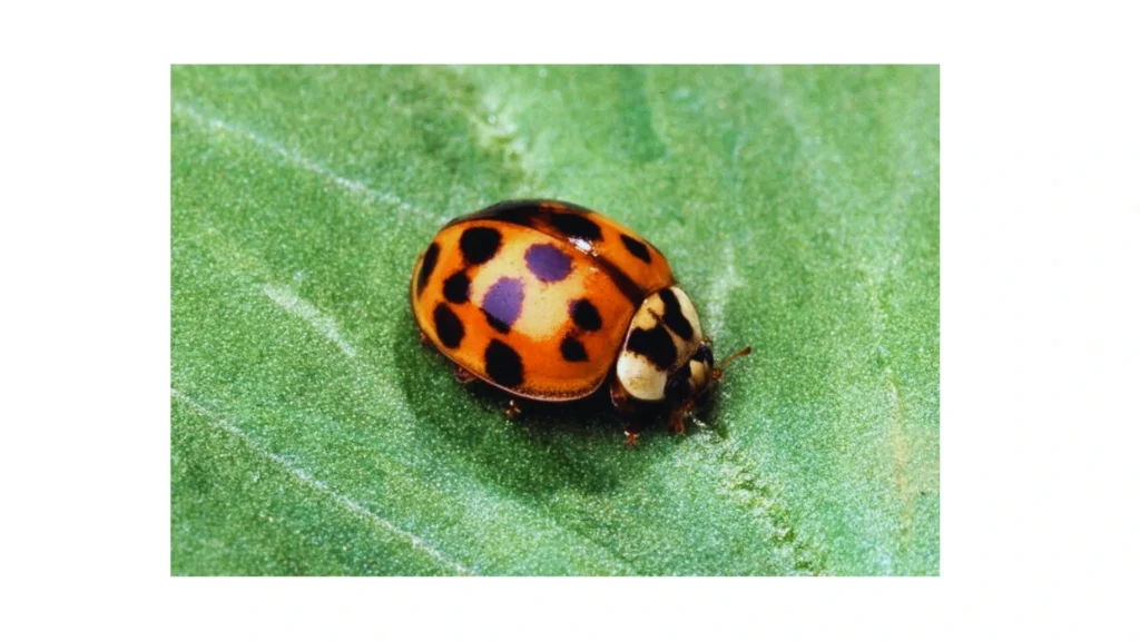 What Are Asian Beetles