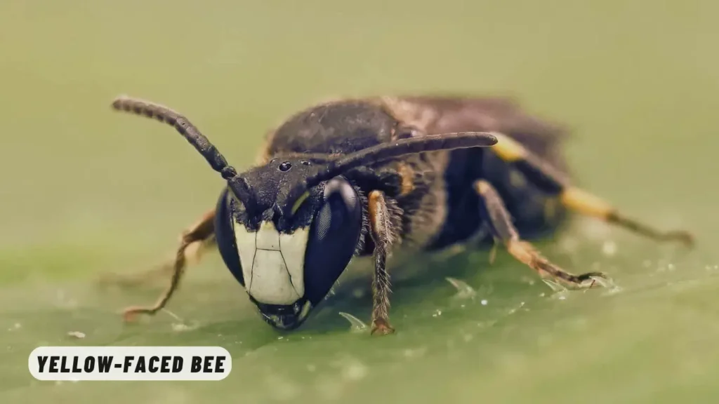 Yellow-Faced Bee