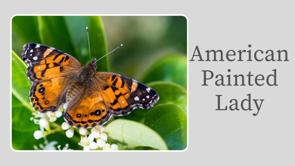 American Painted Lady