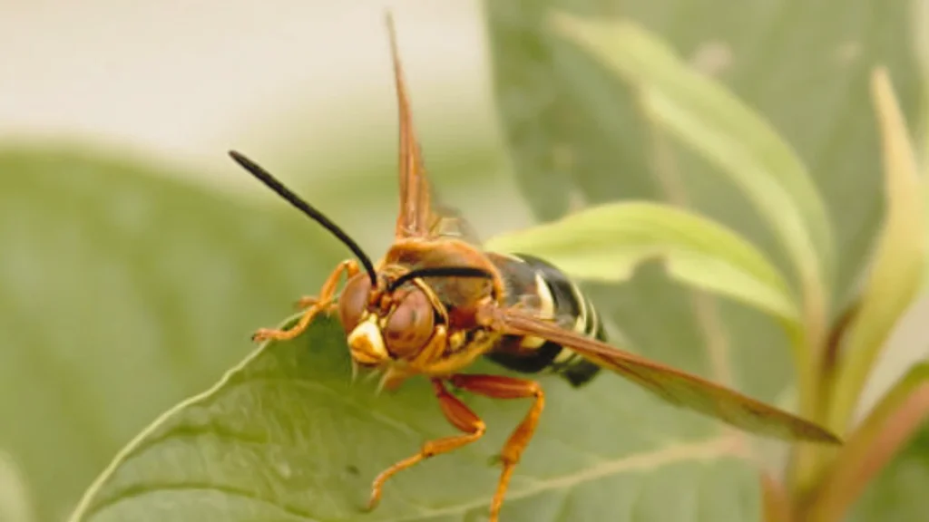 10 Interesting Facts About Cicada Killer Wasps