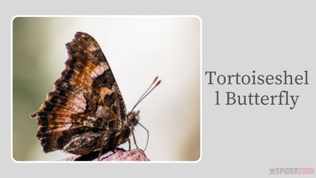 Tortoiseshell Butterfly