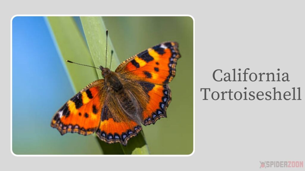 California Tortoiseshell