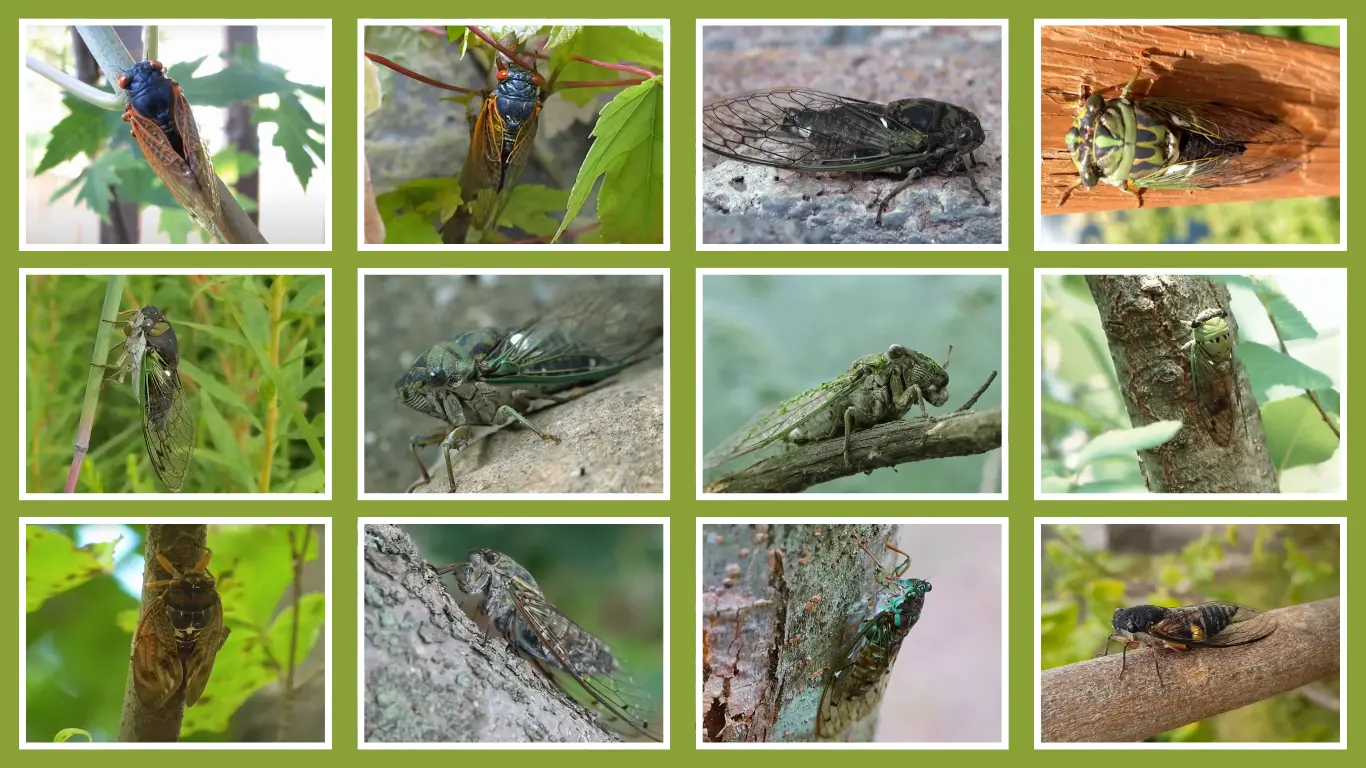 25 Common Types of Cicadas Identify by Name And Pictures