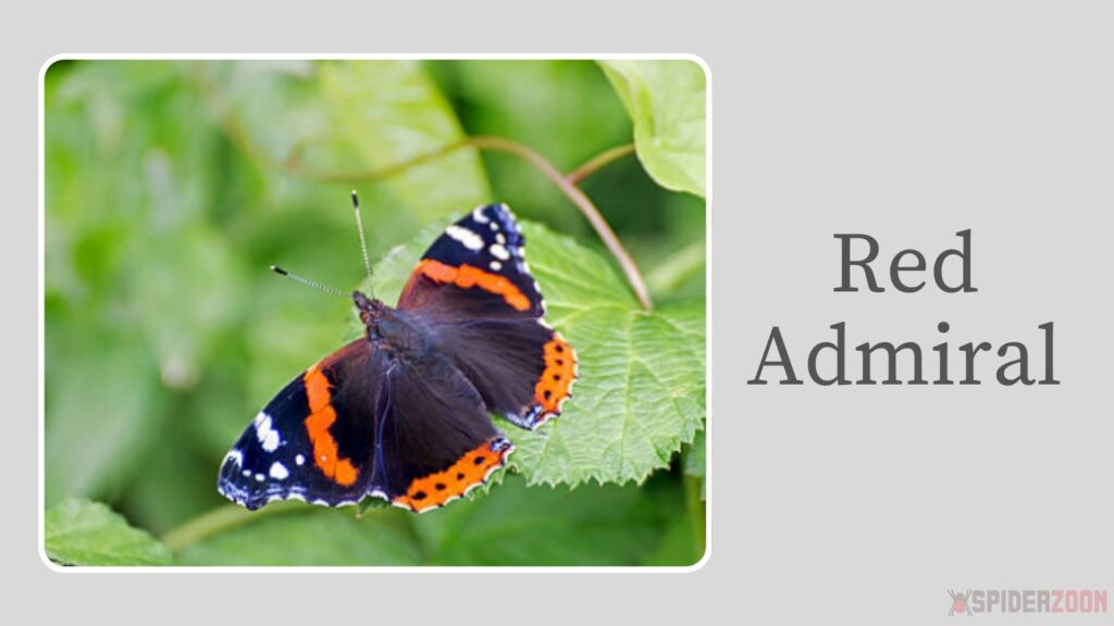 Red Admiral