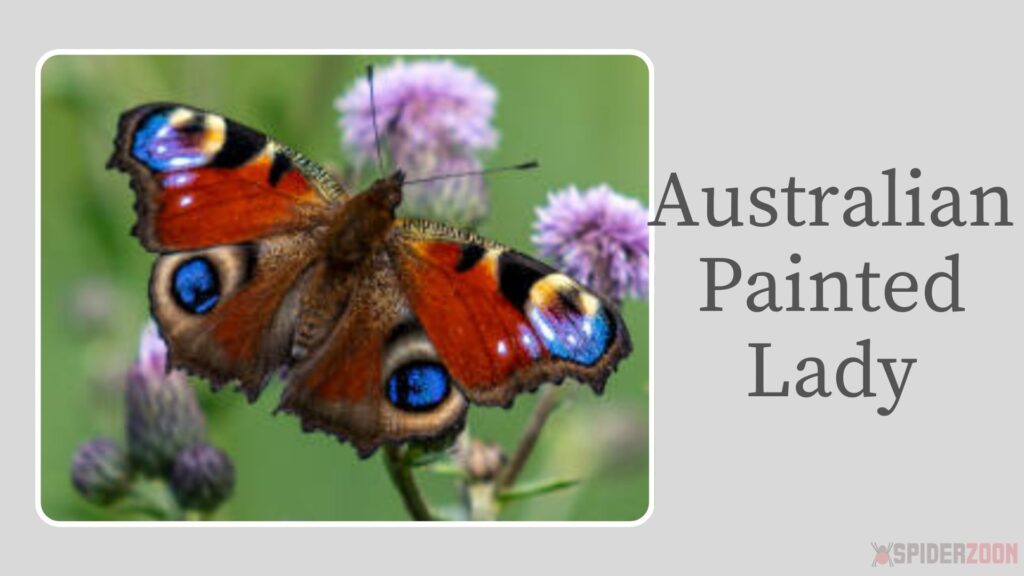 Australian Painted Lady