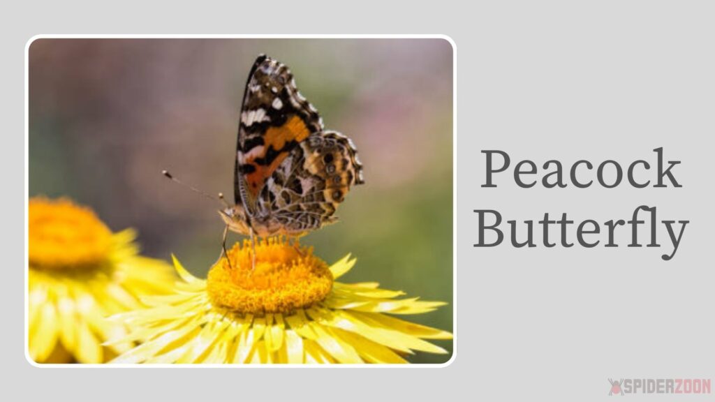 Peacock Butterfly