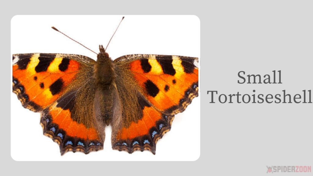 Small Tortoiseshell